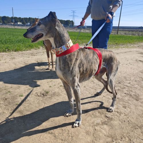 Apache, galgo senior à aimer (ok chat) #1