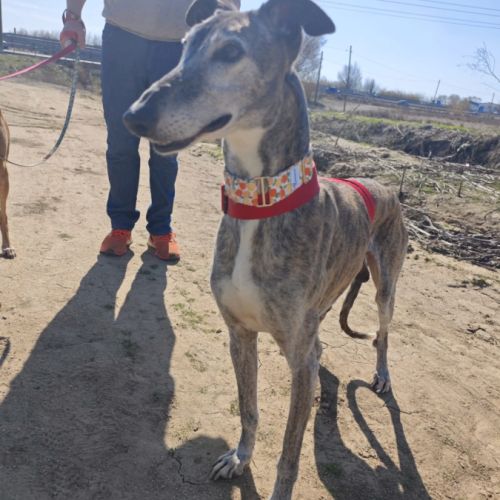 Apache, galgo senior à aimer (ok chat) #4