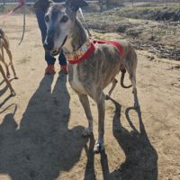 Apache, galgo senior à aimer (ok chat)