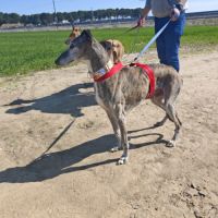 Apache, galgo senior à aimer (ok chat) #3