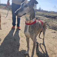 Apache, galgo senior à aimer (ok chat) #4