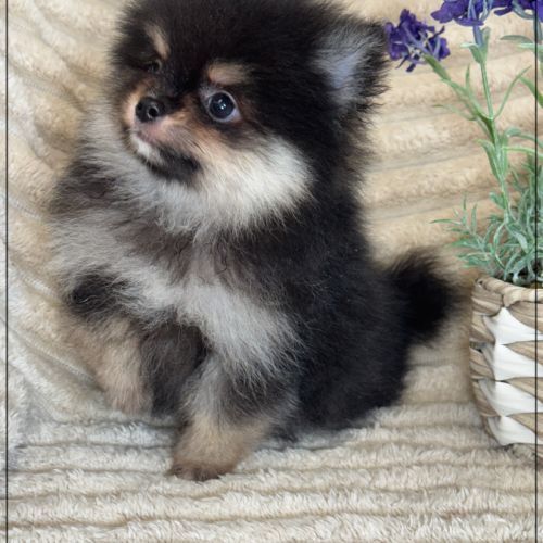 A réserver,blaise, mâle spitz nain poméranien lof #1