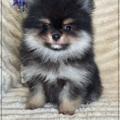 A réserver,blaise, mâle spitz nain poméranien lof