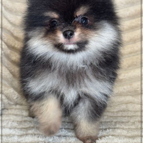 A réserver,blaise, mâle spitz nain poméranien lof #4