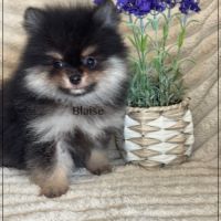 A réserver,blaise, mâle spitz nain poméranien lof #3