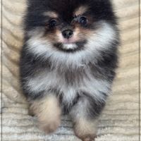 A réserver,blaise, mâle spitz nain poméranien lof #4