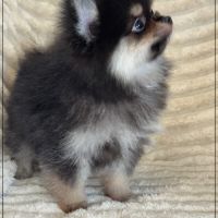 A réserver,blaise, mâle spitz nain poméranien lof #5