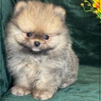 A réserver,augustin mâle type spitz nain poméranie