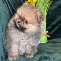 A réserver,augustin mâle type spitz nain poméranie #2