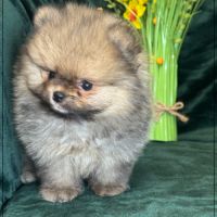 A réserver,augustin mâle type spitz nain poméranie #3