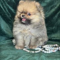 A réserver,augustin mâle type spitz nain poméranie #4