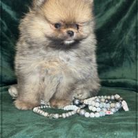 A réserver,augustin mâle type spitz nain poméranie #5