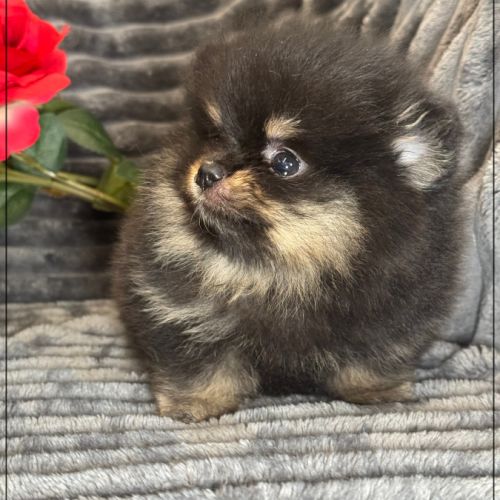 A réserver, twinnie,femelle type spitz nain pom #1