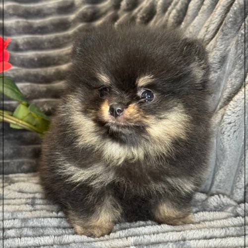 A réserver, twinnie,femelle type spitz nain pom #2