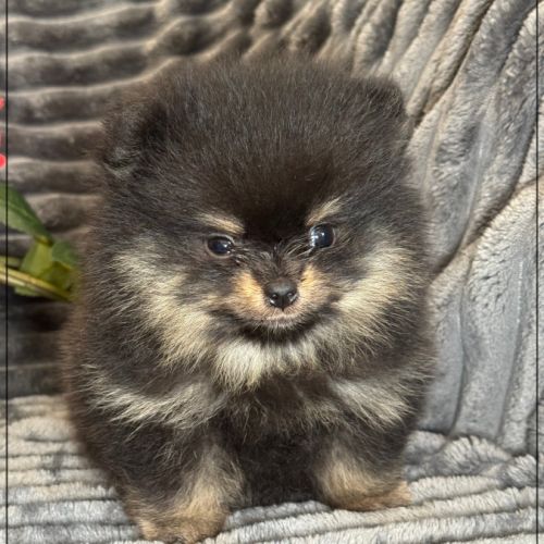 A réserver, twinnie,femelle type spitz nain pom #3
