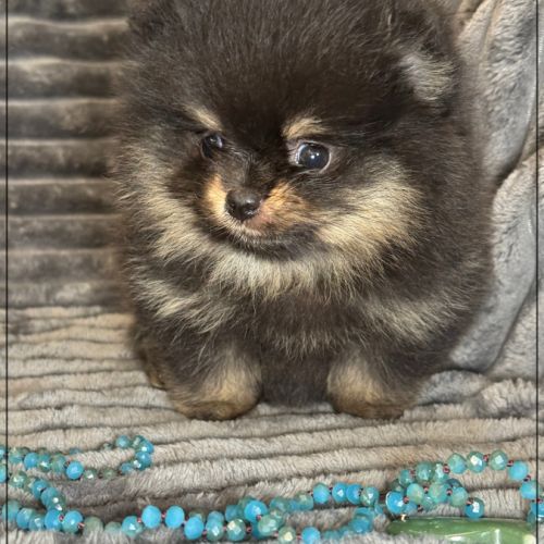 A réserver, twinnie,femelle type spitz nain pom #4