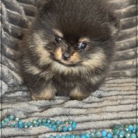 A réserver, twinnie,femelle type spitz nain pom