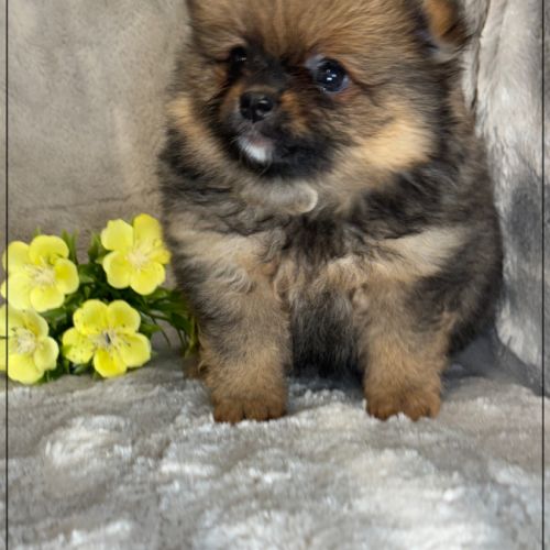 A réserver, bonnie, femelle type spitz nain pom #1