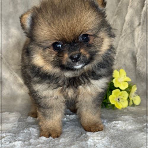 A réserver, bonnie, femelle type spitz nain pom