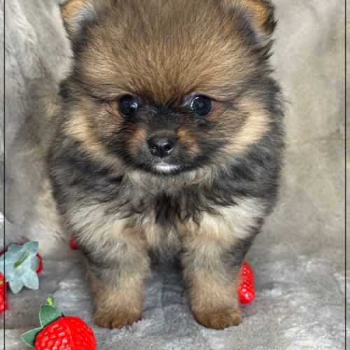 A réserver, bonnie, femelle type spitz nain pom #4