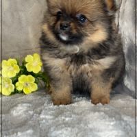 A réserver, bonnie, femelle type spitz nain pom #1