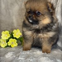 A réserver, bonnie, femelle type spitz nain pom #2