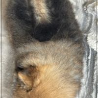 A réserver, bonnie, femelle type spitz nain pom #5