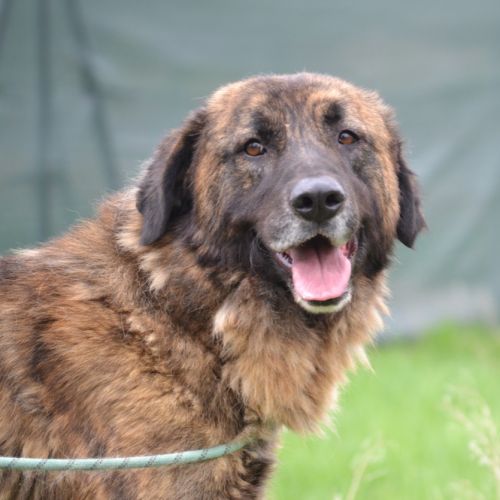 Galindo, magnifique mastin de 4 ans (ok chat) #1