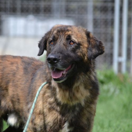 Galindo, magnifique mastin de 4 ans (ok chat) #0