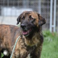 Galindo, magnifique mastin de 4 ans (ok chat)