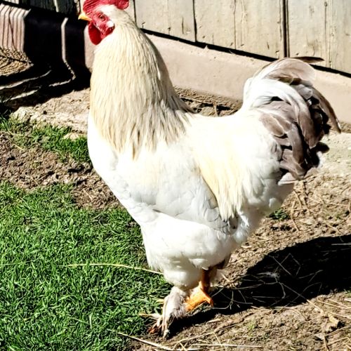 Coq brahma #1
