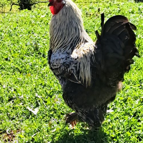 Coq brahma #0
