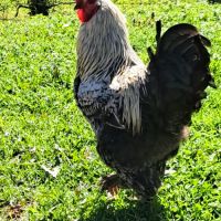 Coq brahma