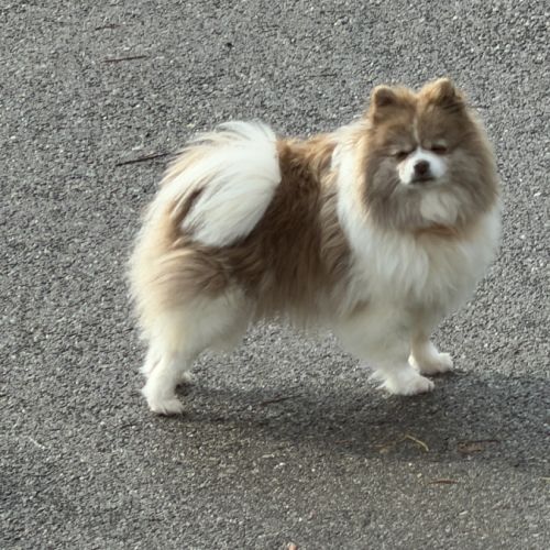 Spitz femelle adulte #1