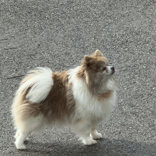 Spitz femelle adulte #2