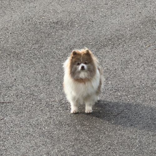 Spitz femelle adulte