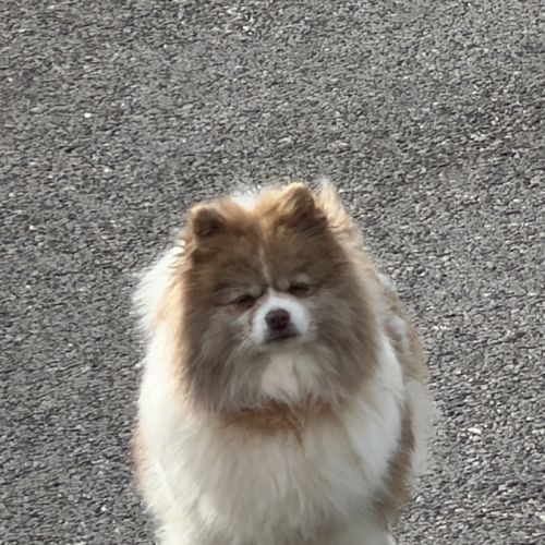 Spitz femelle adulte #4