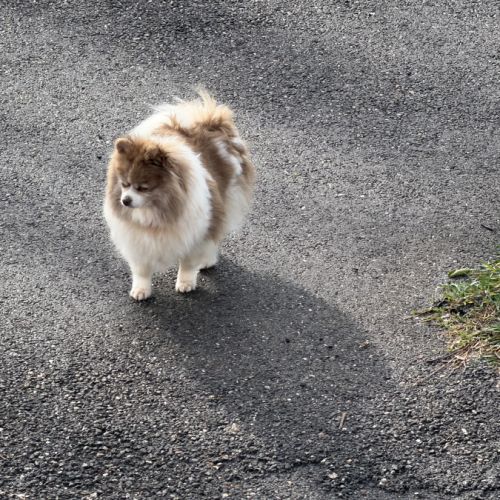 Spitz femelle adulte #5