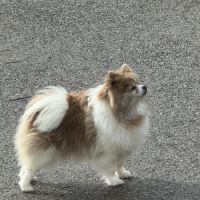 Spitz femelle adulte #2