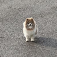 Spitz femelle adulte #0