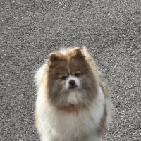 Spitz femelle adulte #4