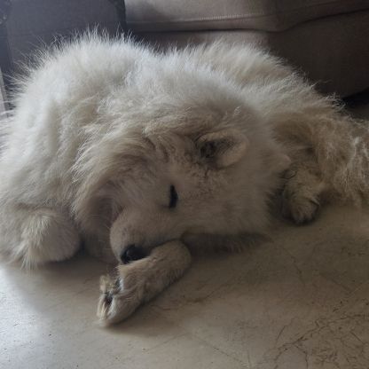 Adorable samoyède #4