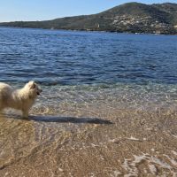 Adorable samoyède #2