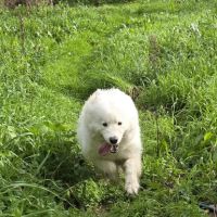 Adorable samoyède #3