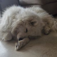 Adorable samoyède #4