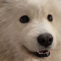 Adorable samoyède #5