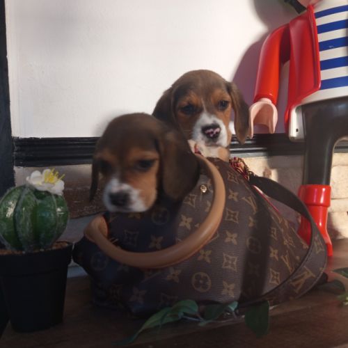 Chiots petits beagle mâle et femelle #1