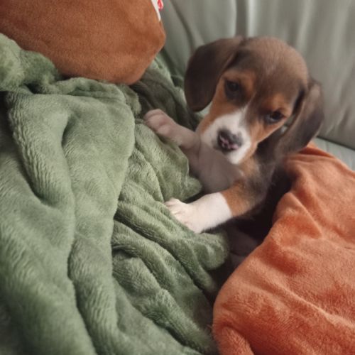 Chiots petits beagle mâle et femelle #3