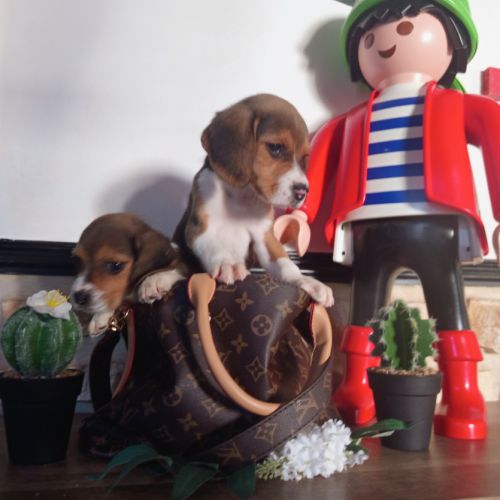 Chiots petits beagle mâle et femelle #0