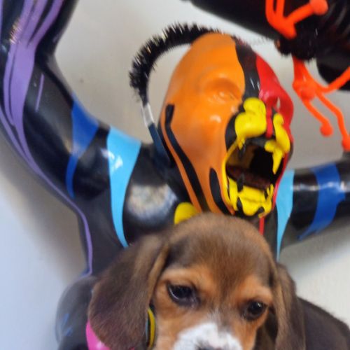 Chiots petits beagle mâle et femelle #5